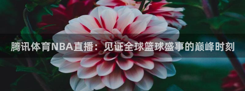 山猫体育免费看：腾讯体育NBA直播：见证全球篮球盛事的巅峰时刻